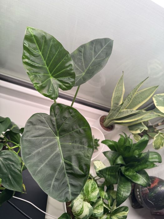 Алоказия регал шилдс