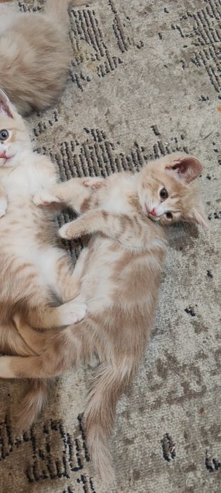 Отдаем котям в добрые руки.