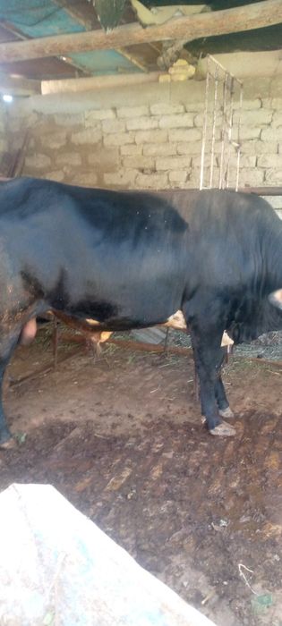 Семиз бука сотилади