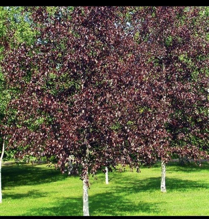 Червенолистна бреза royal frost в саксия