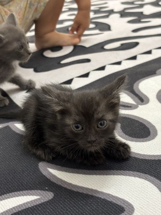 Котенки добрые руки