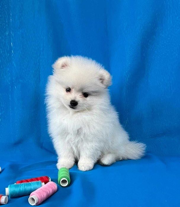 Щенки Немцкого шпица . Белая девочка  с документами.