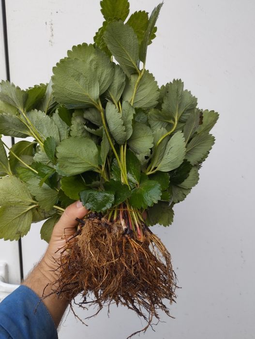 Разсад ягоди,перфектно качество