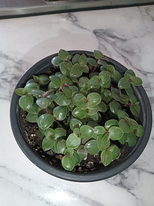 Цветочки от 700 т.