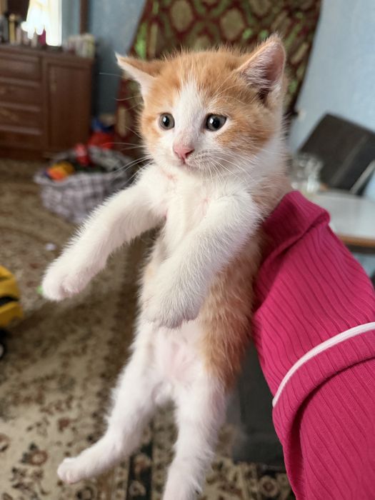 Pishakchala bepul  1yarim oyli