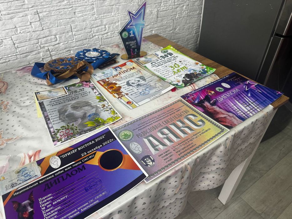 САО кобель для вязки