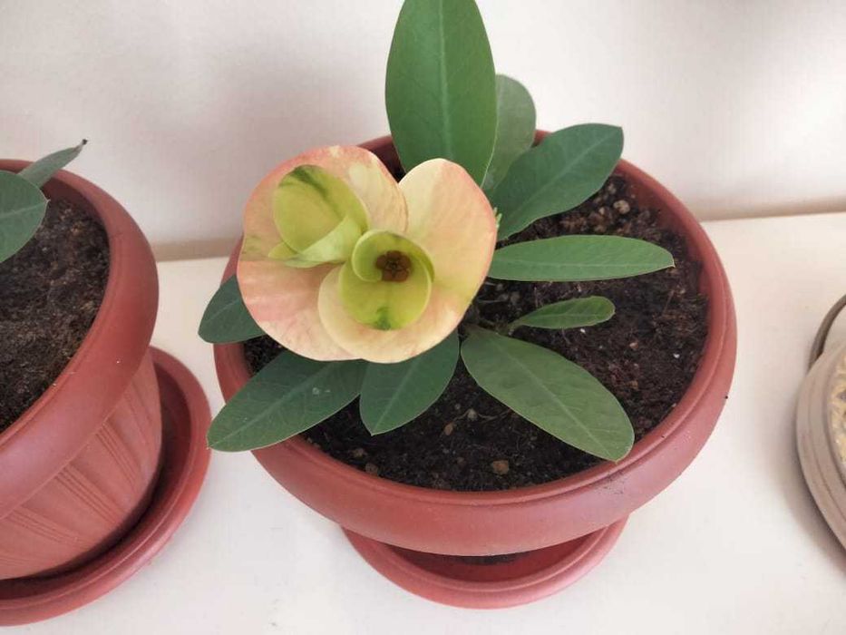 молочай крупноцветковый