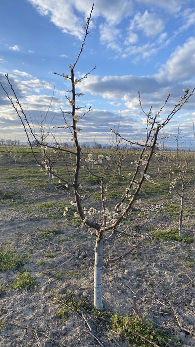 Продава се Земеделски имот в с. Крислово, Област Пловдив -  кв.м за 2267 €/дка - Снимка #12