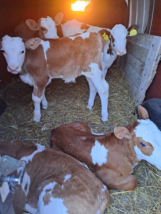 Aduc viței de rasă pe comandă dumneavoastră!!