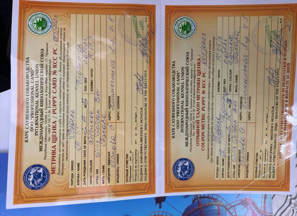 Карликовый Пудель с документами