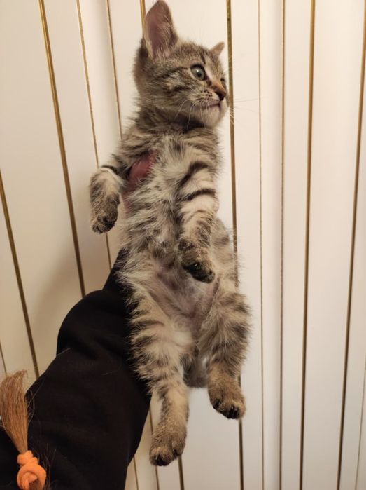 Отдам котенка в добрые руки