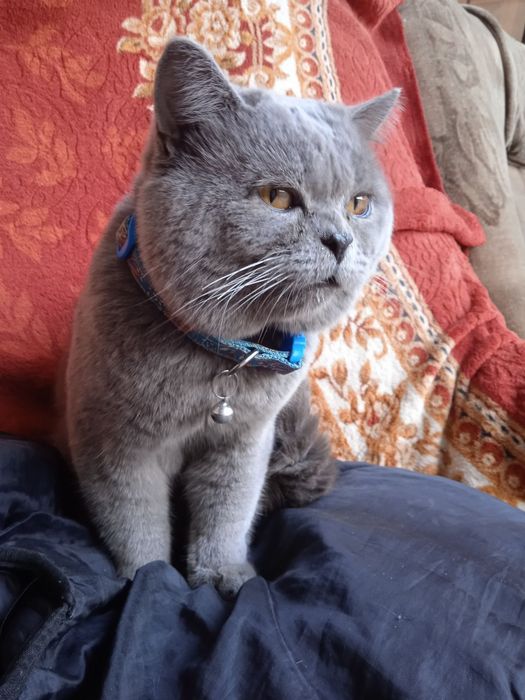 Britan (blue) mushuk sotiladi -judayam sokinpok mayin tukli