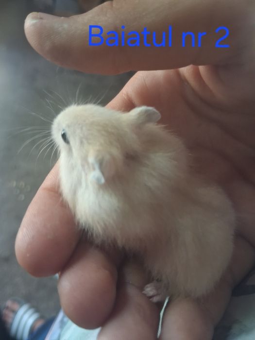 Vand pui de  hamsteri sirieni