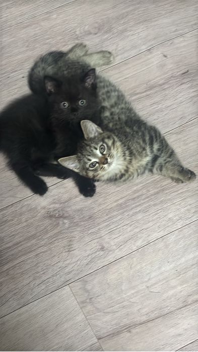котята бесплатно.