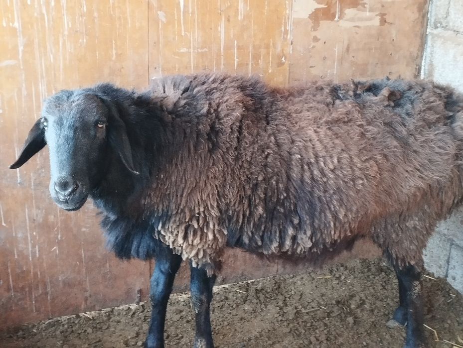 2 жасар қошқар сатылады