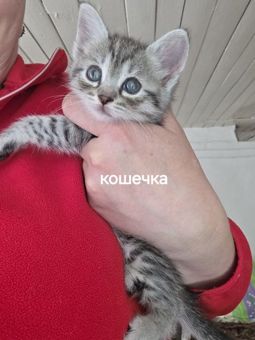 Отдам котят в добрые руки