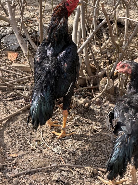 Хурозлар сотилади 4 та 3 таси жужа 11 ойлик битаси 2 йилли кур