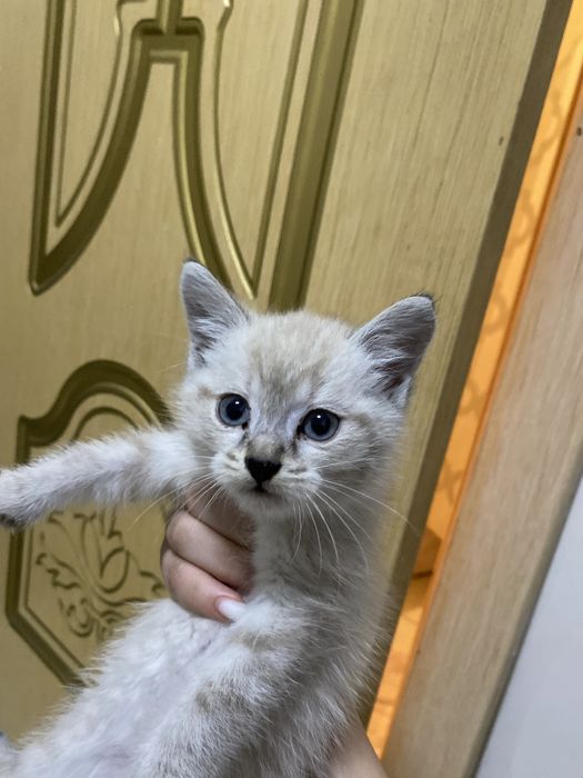 котенок 1.5 месяца. ручной