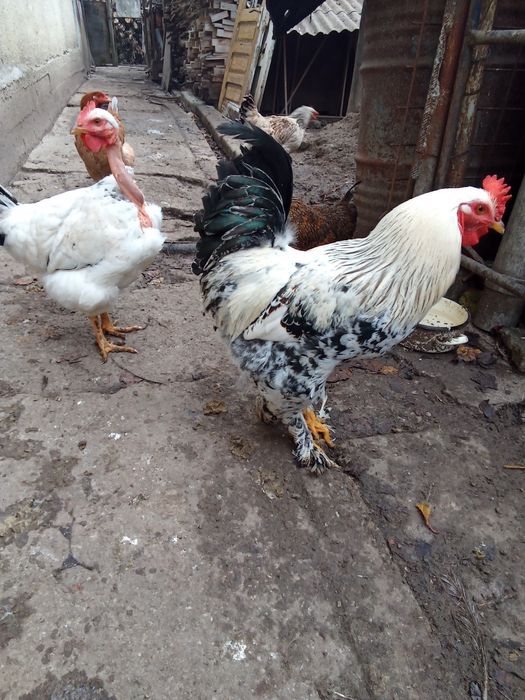 Cocos brahma de anul trecut SI un cocos golas tot de anul trecut