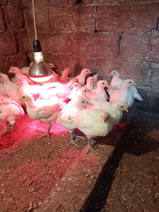 Pui din rasa La bress