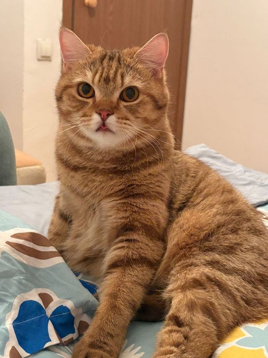 Отдам кота в хорошие руки