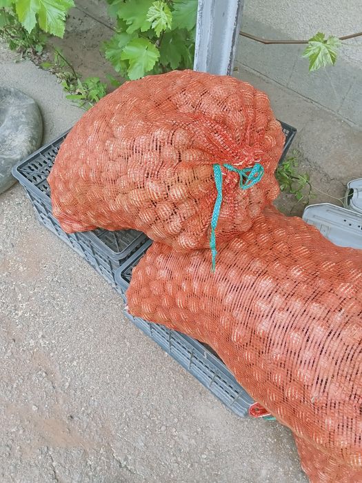 Орехи грецкие свои