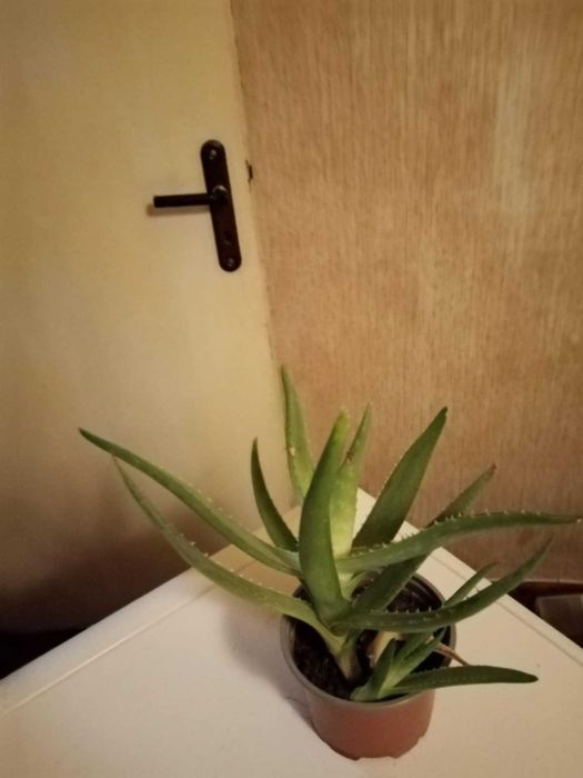 Цвете алое вера в съксия