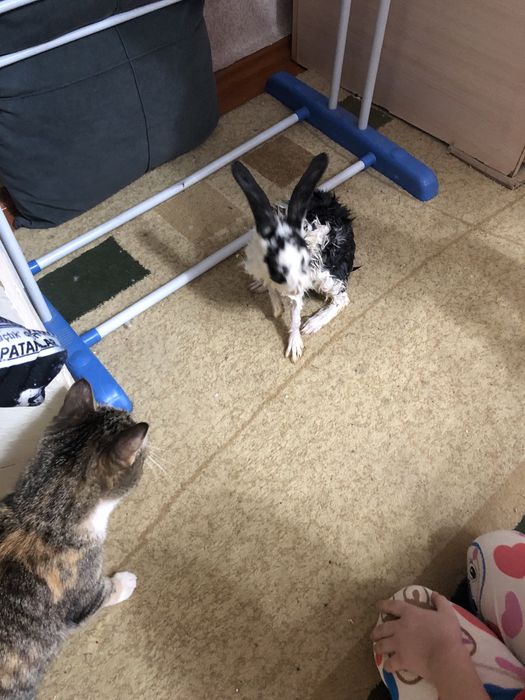 Продам кролика с клеткой и едой