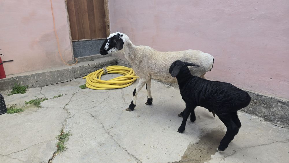 Zotdor ona bola qo'y qo'zilar