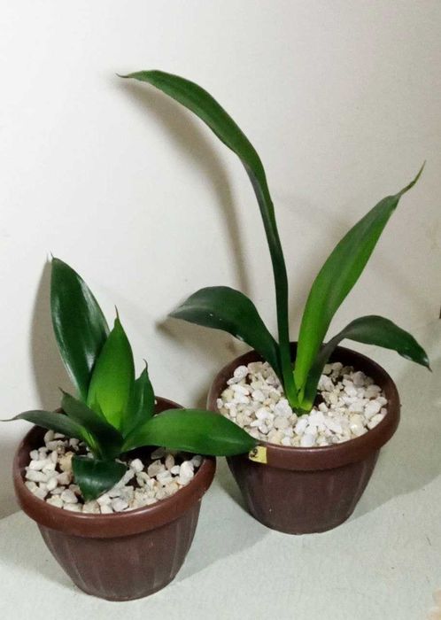 Продам.  Сансевиерия - чемпион по производству кислорода.