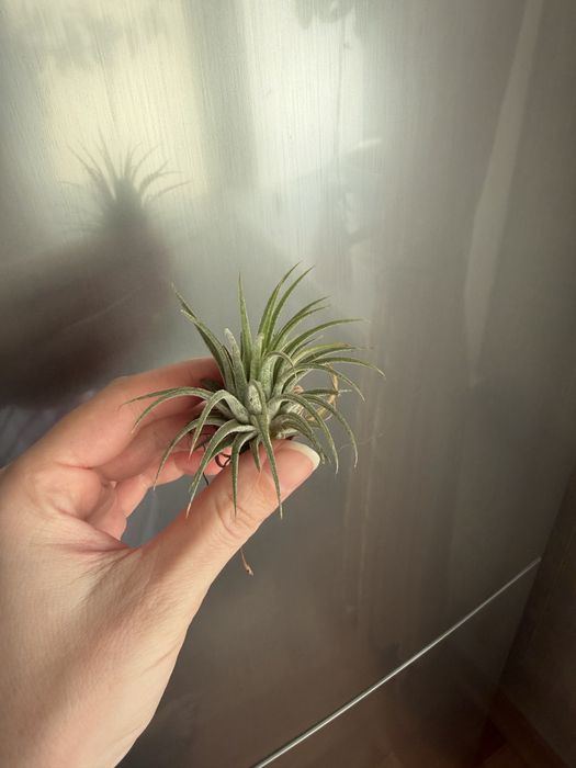 Детка тилландсии