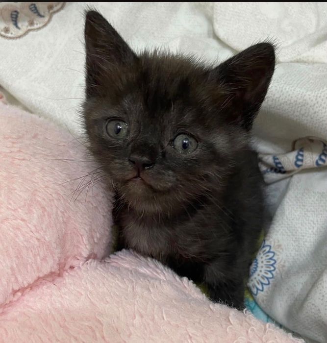 Котята 2 весалухие
