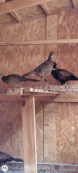 Vând cocoși fazani comun