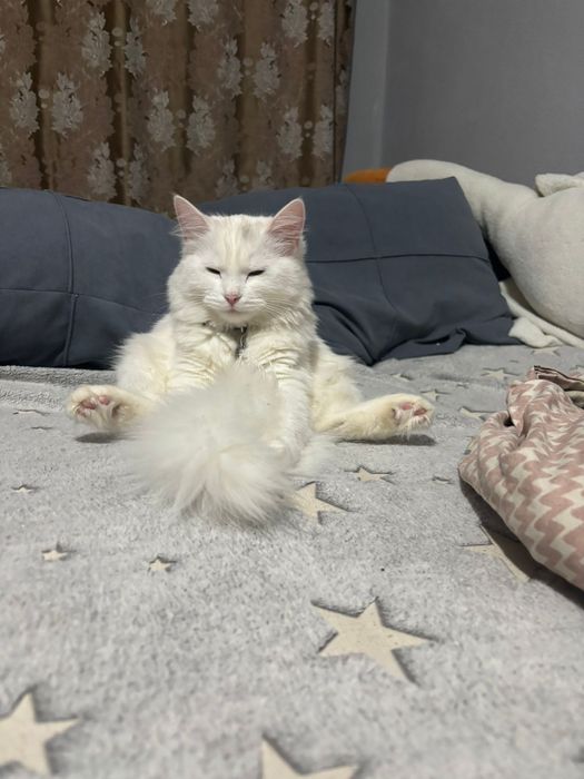 Кошка турецкая ангора