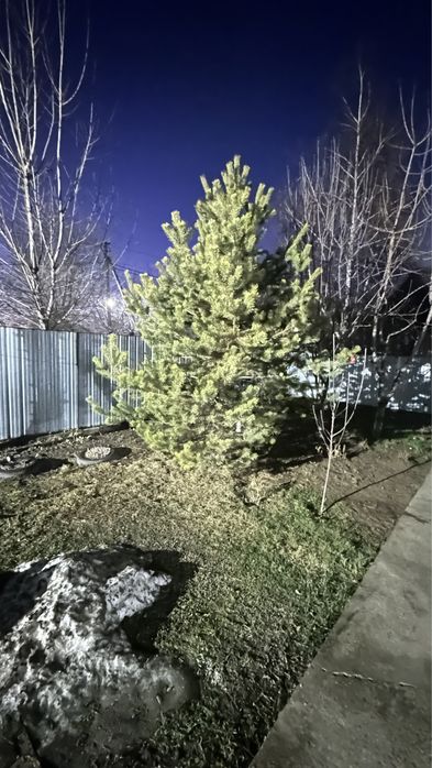 Продам две сосны