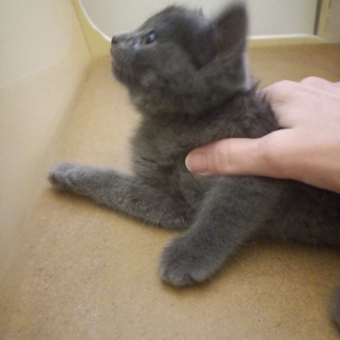 Котёнок  2 месяца  мальчик