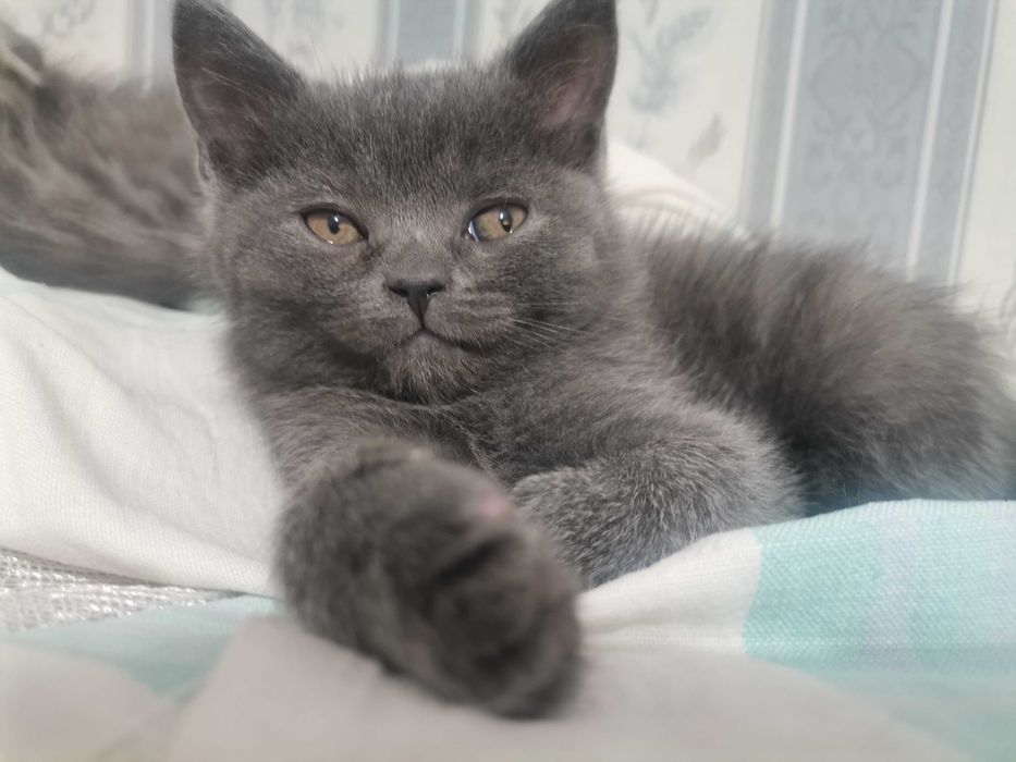 Мальчик скотиш страйт