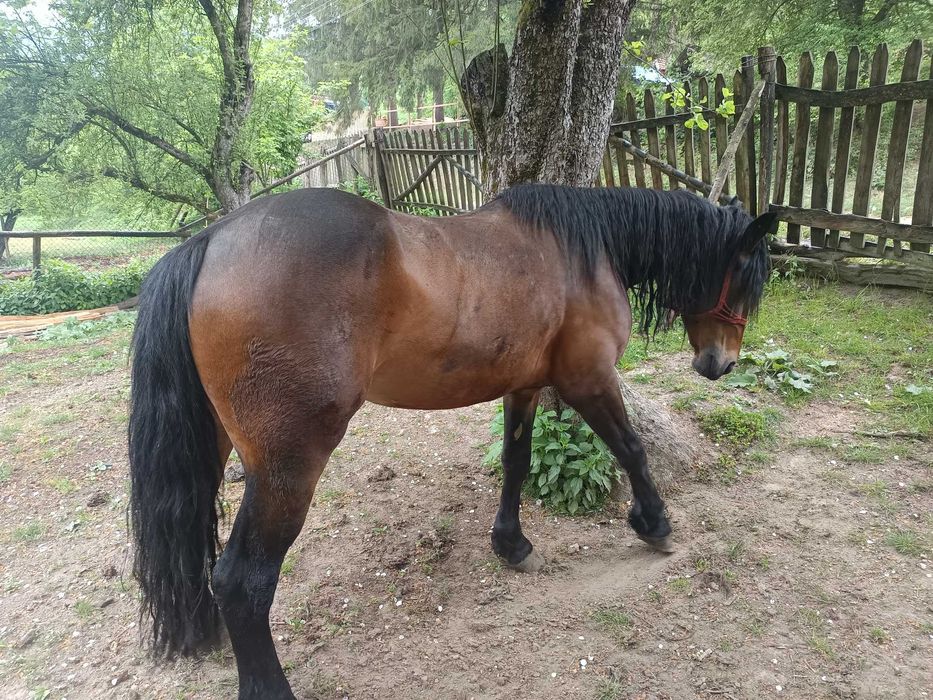 Vând iapa de 5 ani