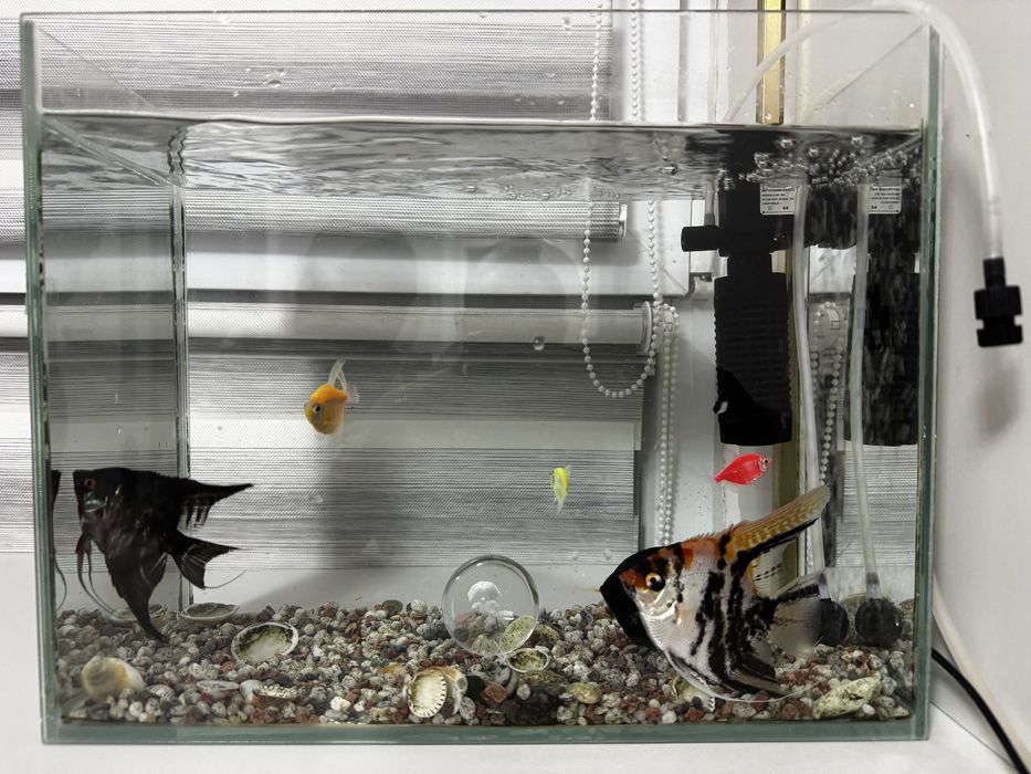 Аквариум с рыбками
