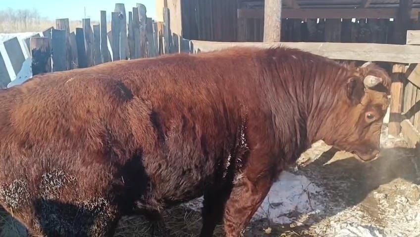 Продам быков с откорма