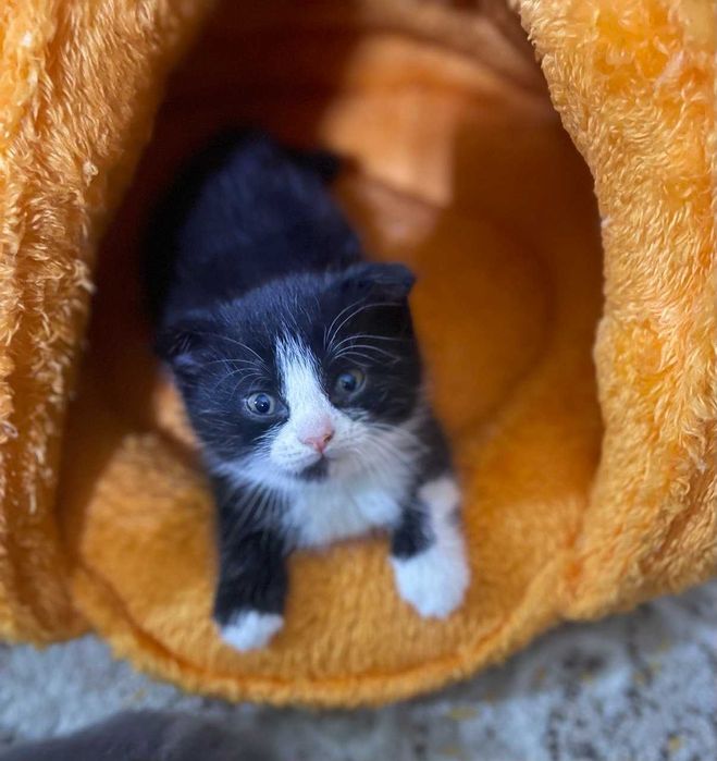 Вислаухие котята