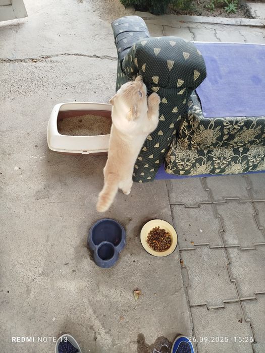 Пропал кот имя снежок цвет глаз голубой золотистые уши спина хвост