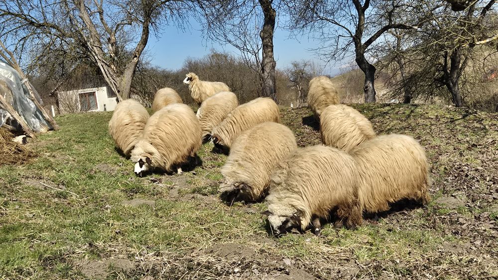 Sunt de vanzare  oi