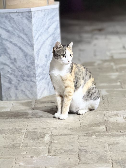 Отдам кошку в хорошие руки