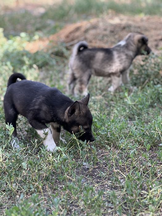Продаются щенки лайки.