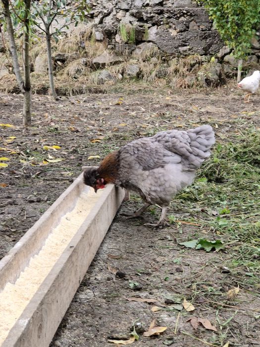 Ouă de incubat, găini moțate, bărboase cu ouă verzi și normale