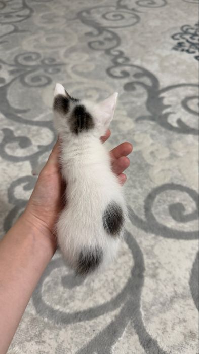 Котенки 1 месяц.