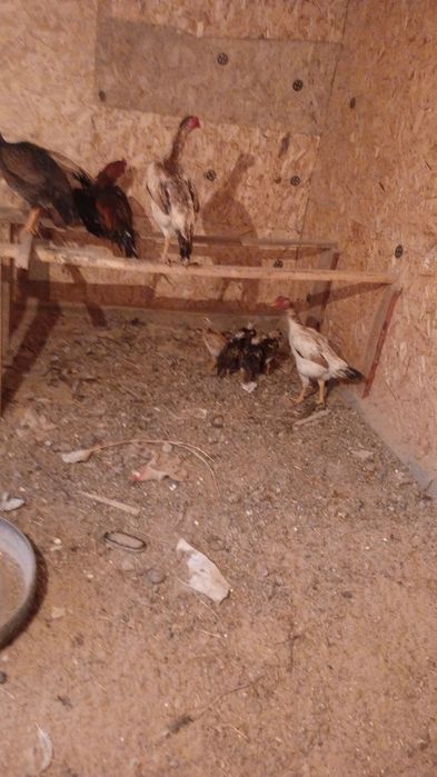 Продам яйца дакана