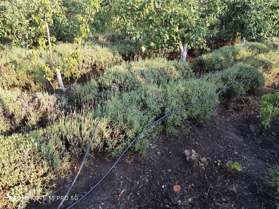 Vand lavanda cultura proprie