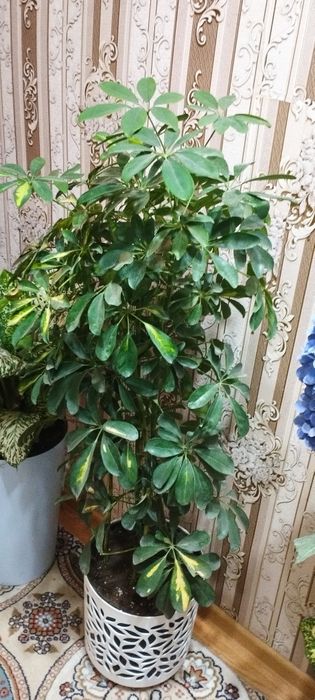 Сотилади гул чиройли